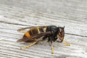 aziatische hoornaar (vespa velutina) 8-2025 2053